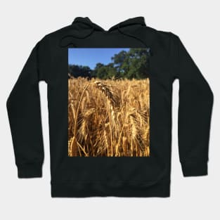 Wheat in a field Hoodie
